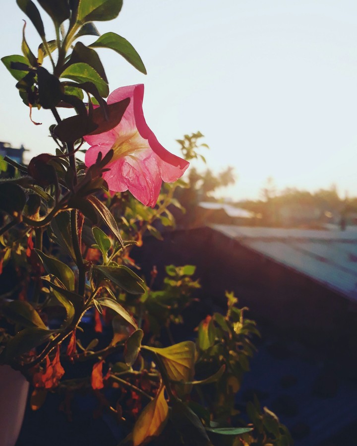flower