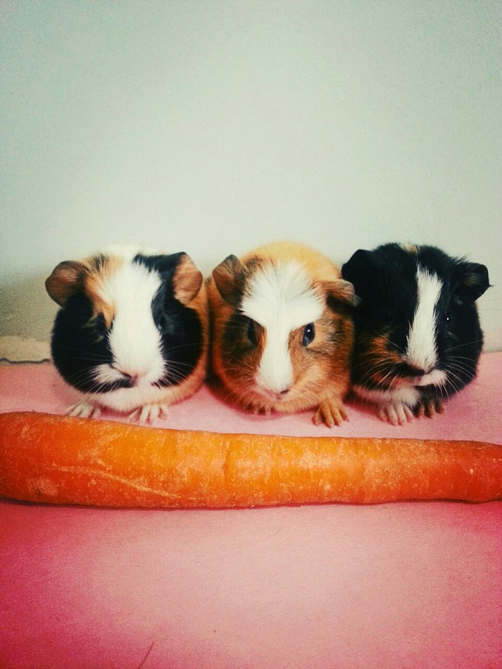 guinea pig babies