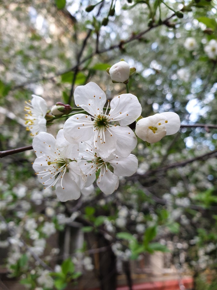 Cherry blossom in Moscow