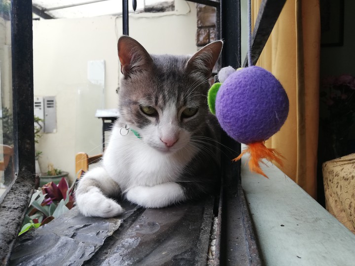 Mirada fija