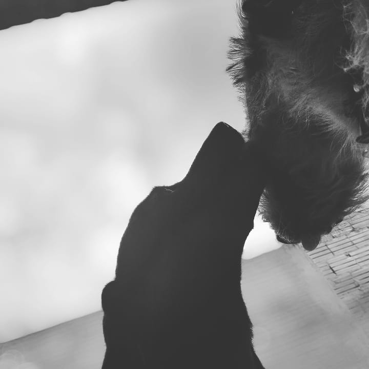 amizade canina ❤️?❤️?