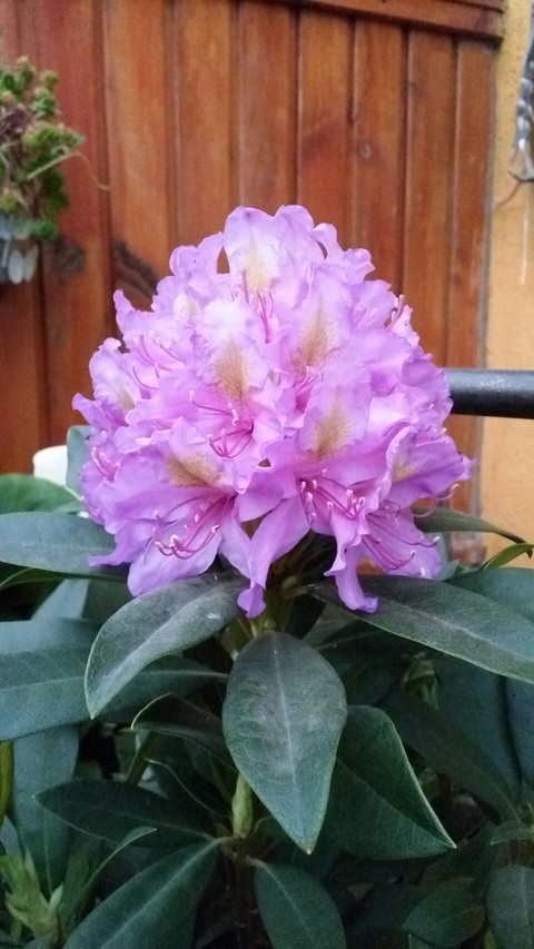 flor rododendro