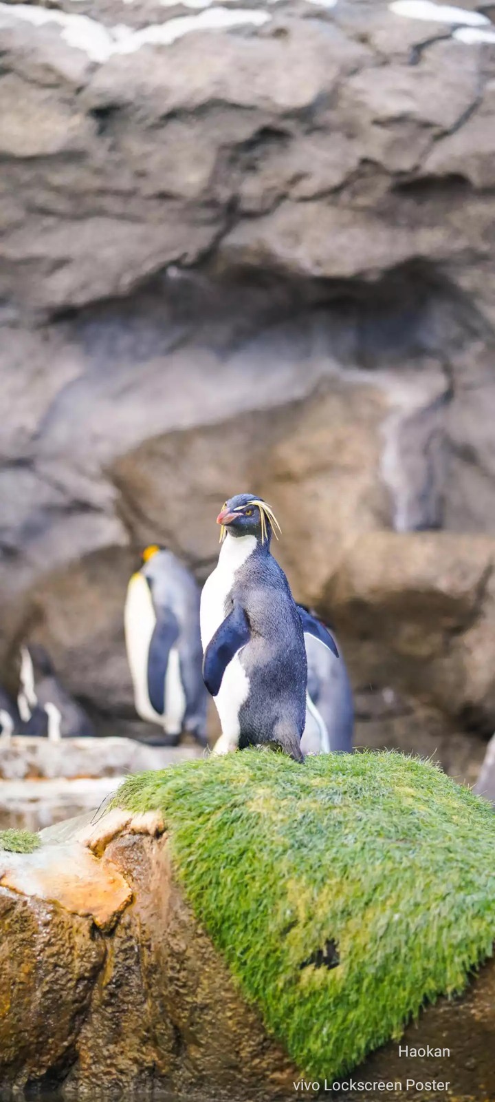 Penguin