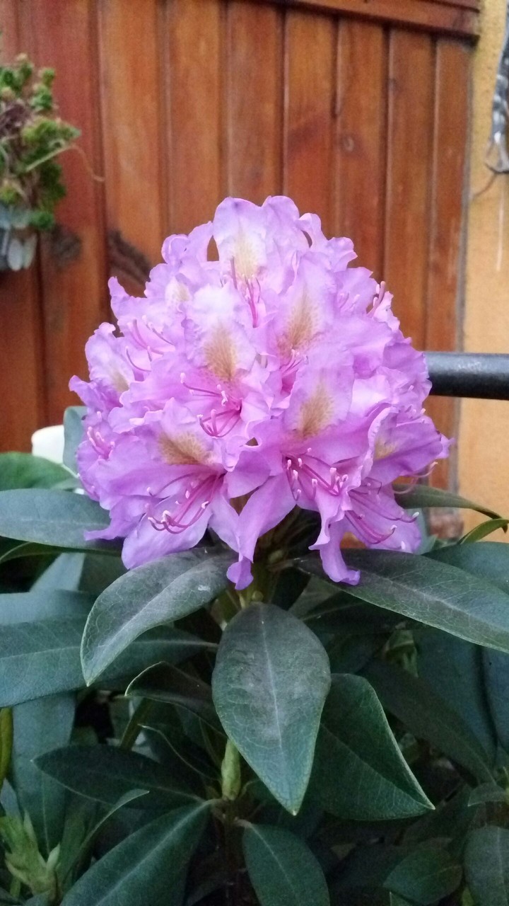 flor rododendro