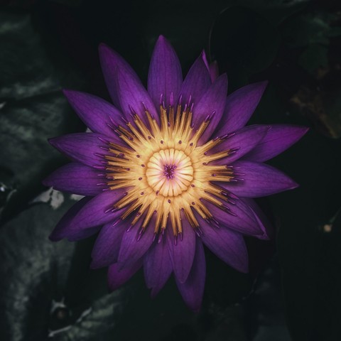 ταπετσαρίες wildflower, flower