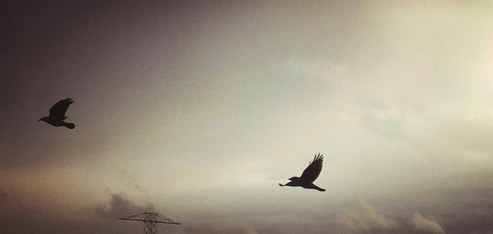 Freedom