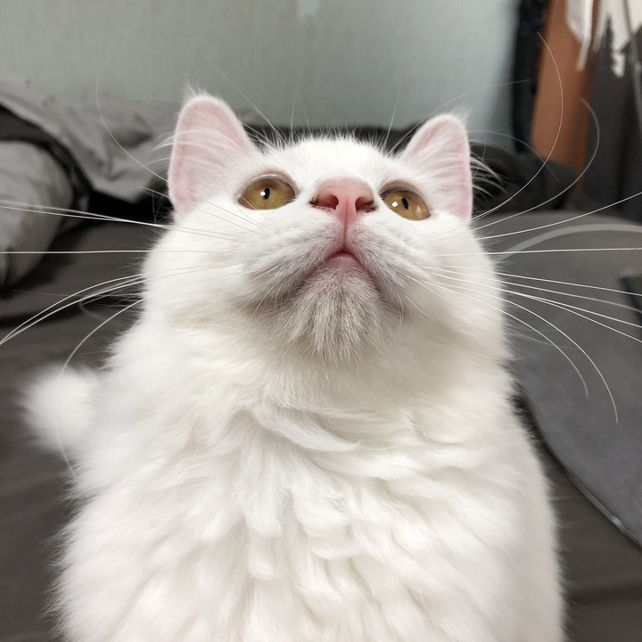 고양이