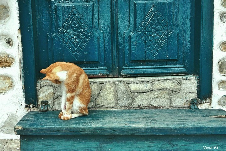 kitty
