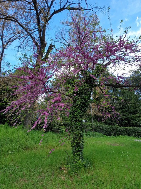 Fiori rosa