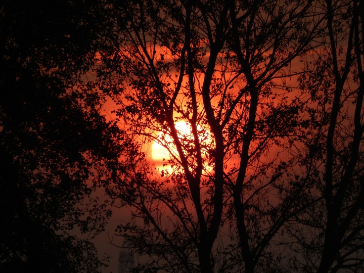 Sunset behind trees