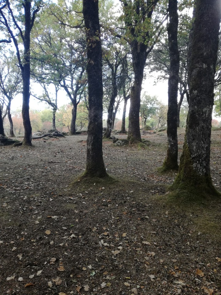 trees
