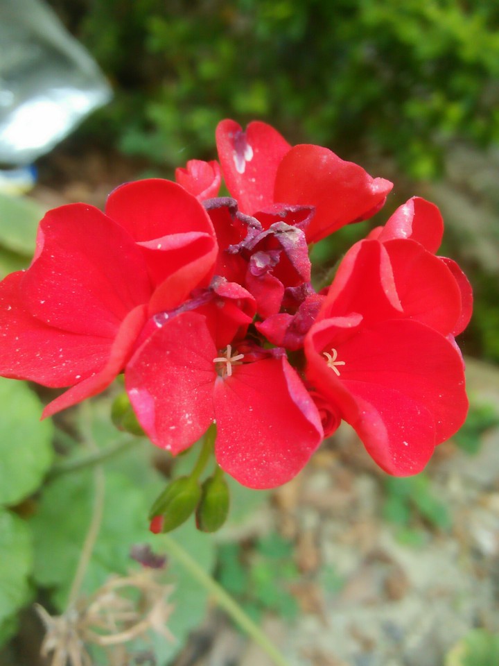 lovely Red flower
