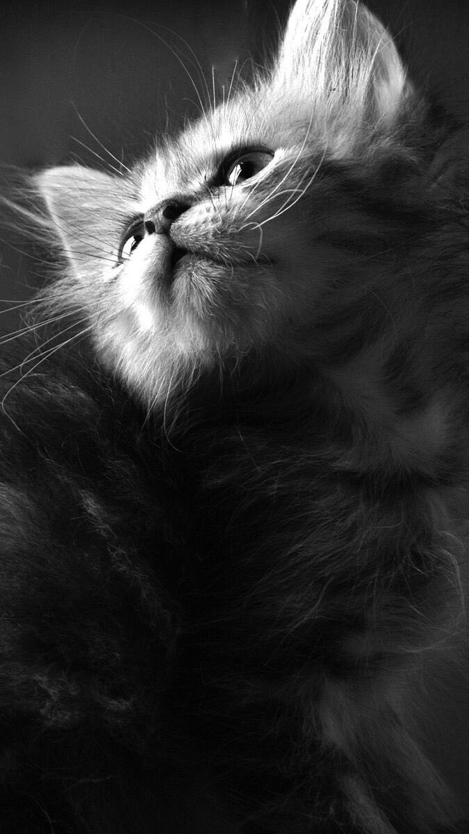 kitten