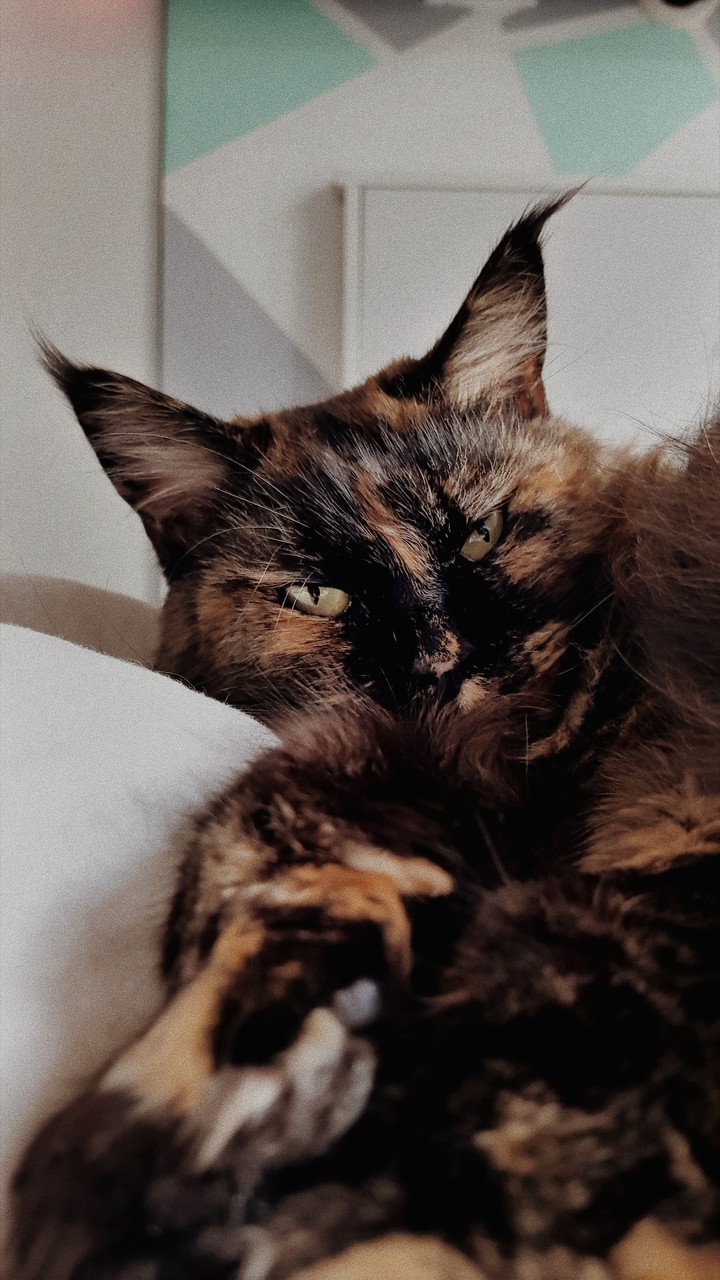 mon chat