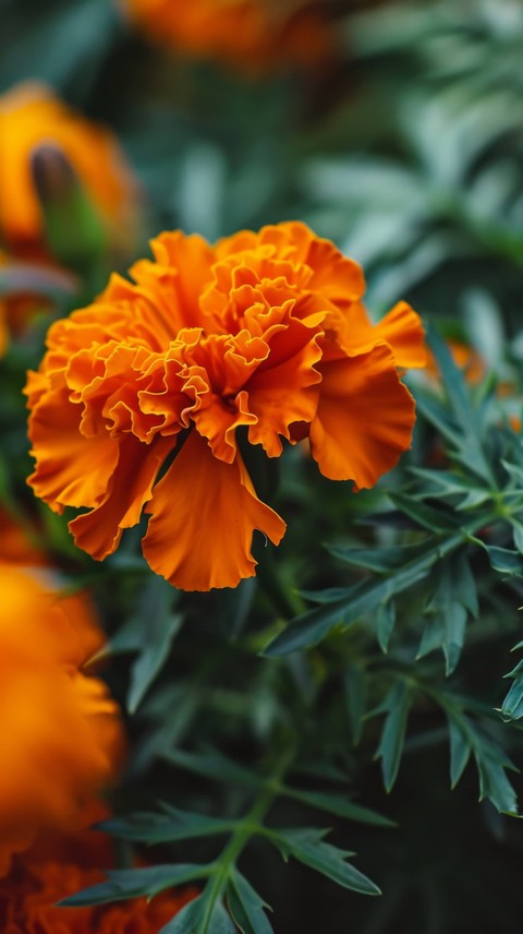 обои flower, petal