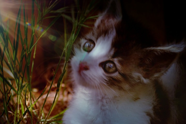 Leon