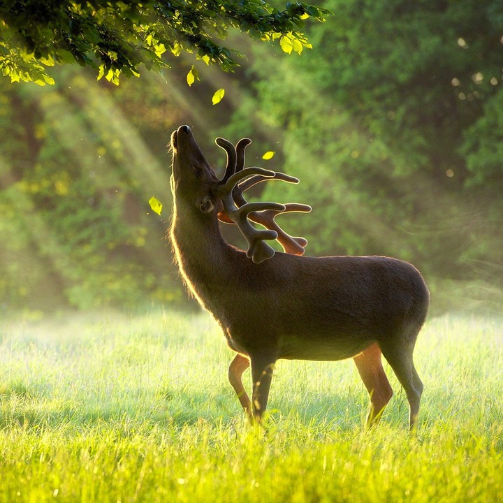 Deer