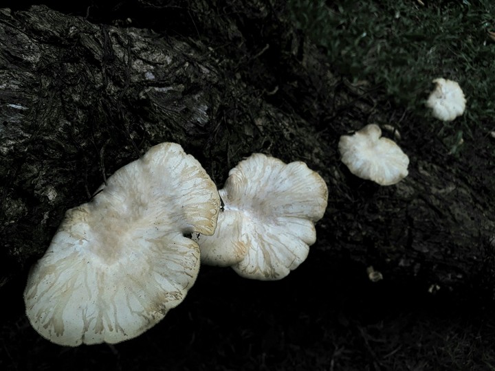 symmetry of nature