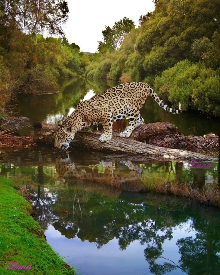 leopard