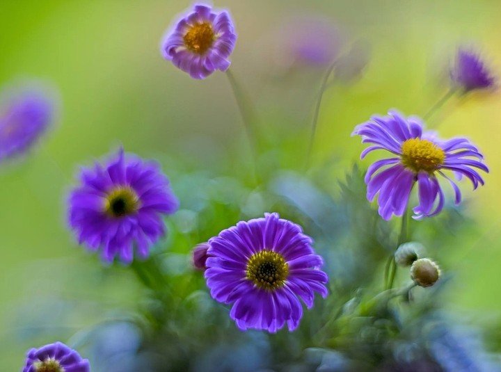 purple
