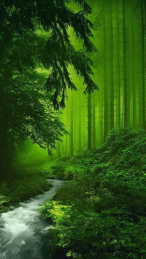 rain forest