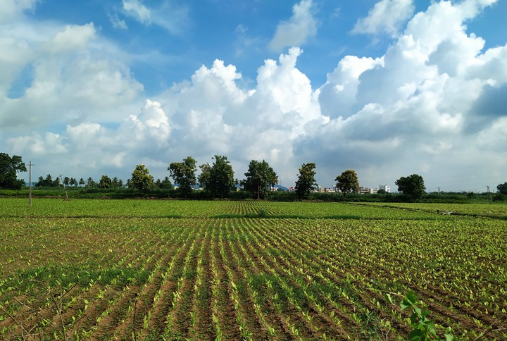 Cultivated land