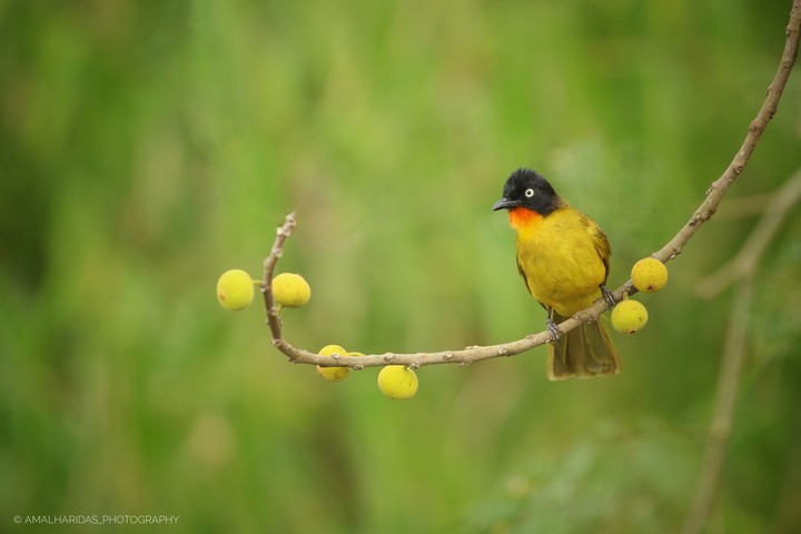 bird
