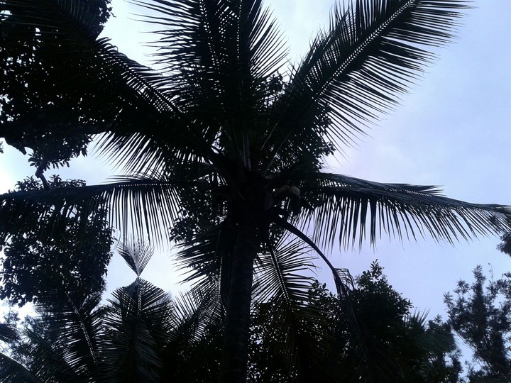 shadow