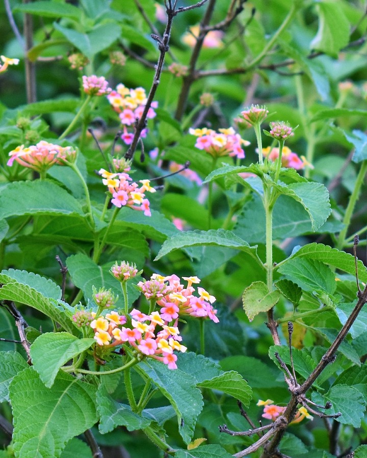 wild flowers