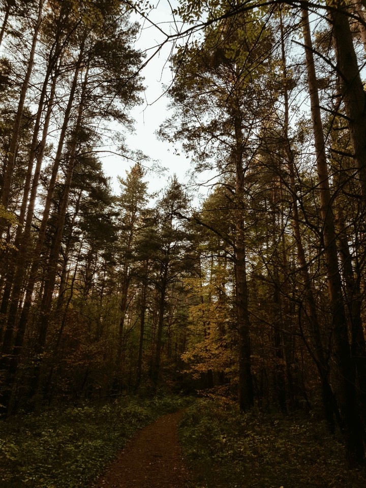 In the forest