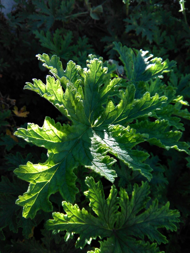 hoja