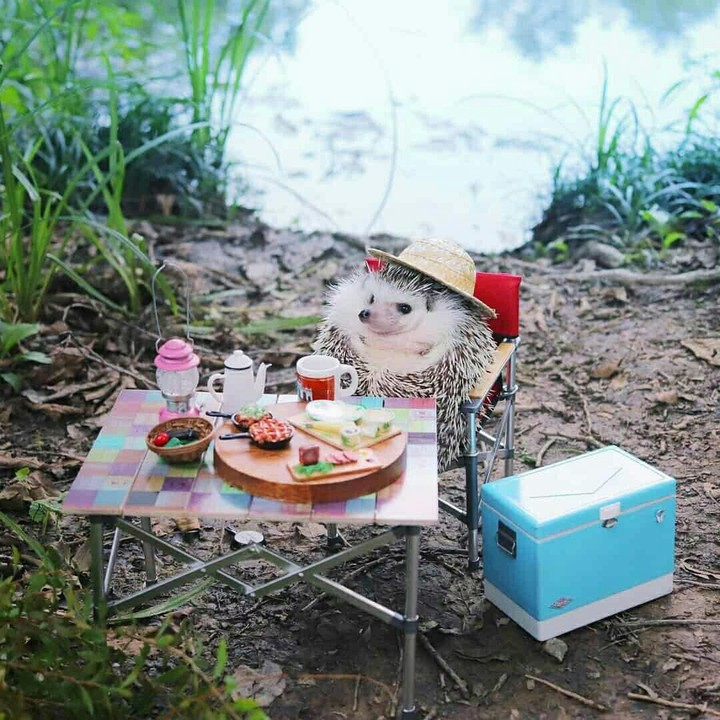 ёжик