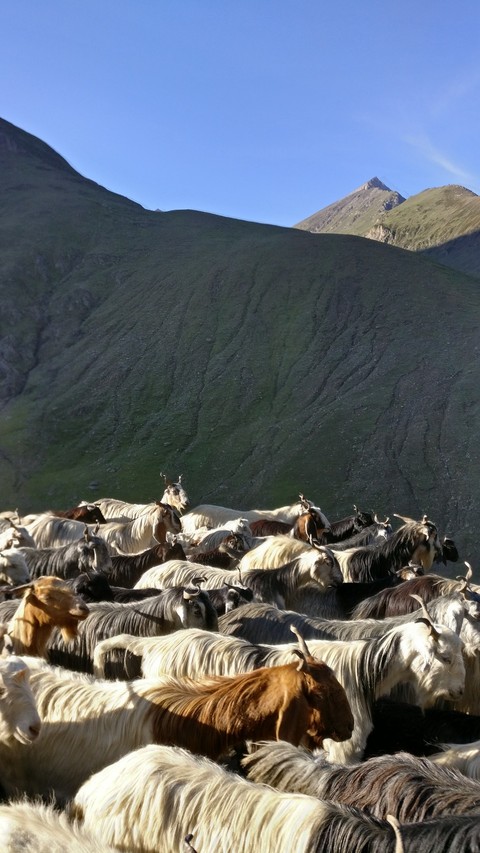 kashmir sheep sunrise