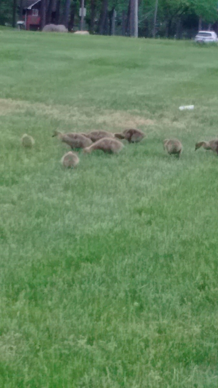 Canadian Geese