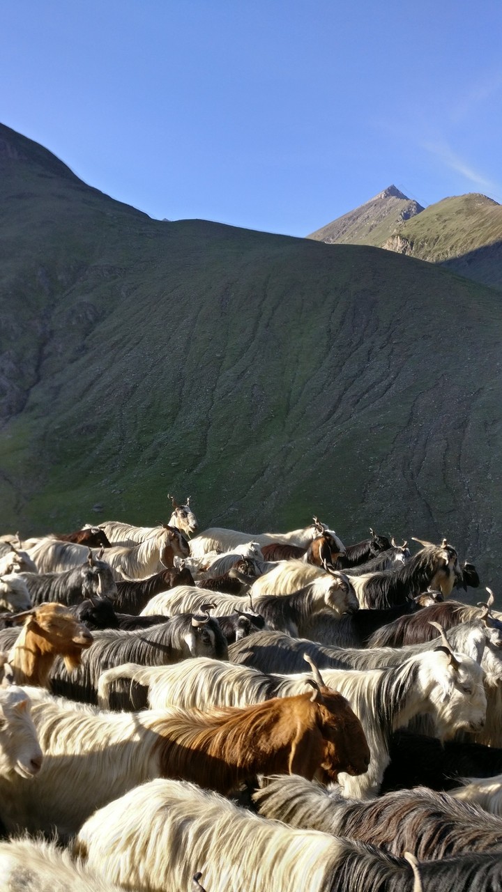 kashmir sheep sunrise