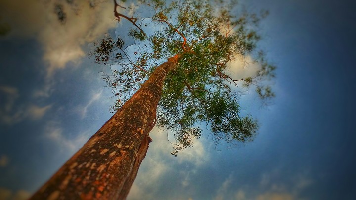 big tree