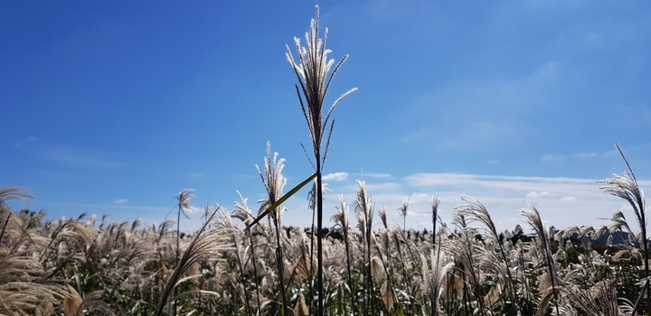 Jeju lsland, Korea