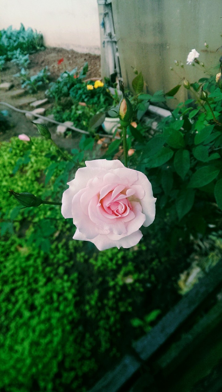 rose