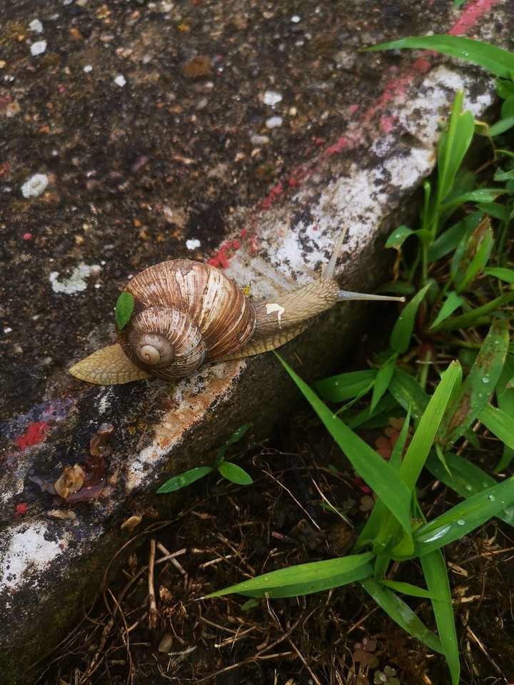 snail