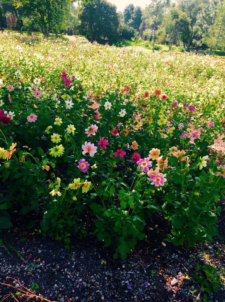 Flowers!! 