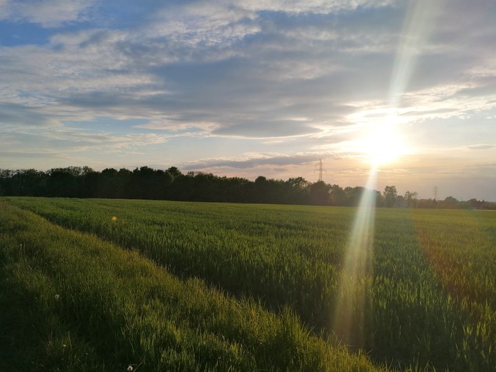 Afternoon fields