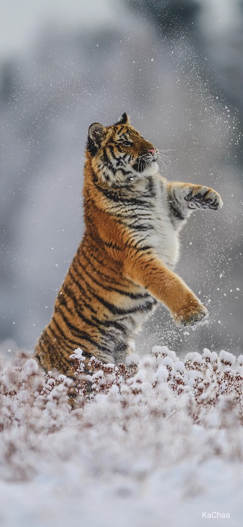 tiger