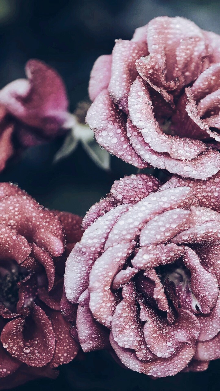 r o s e s