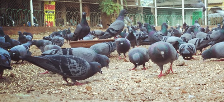 pigeons
