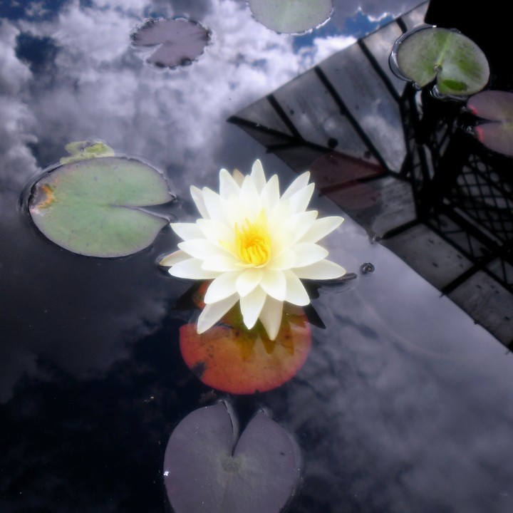 Nenúfar Flower