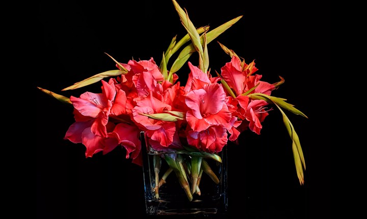 Gladiolus