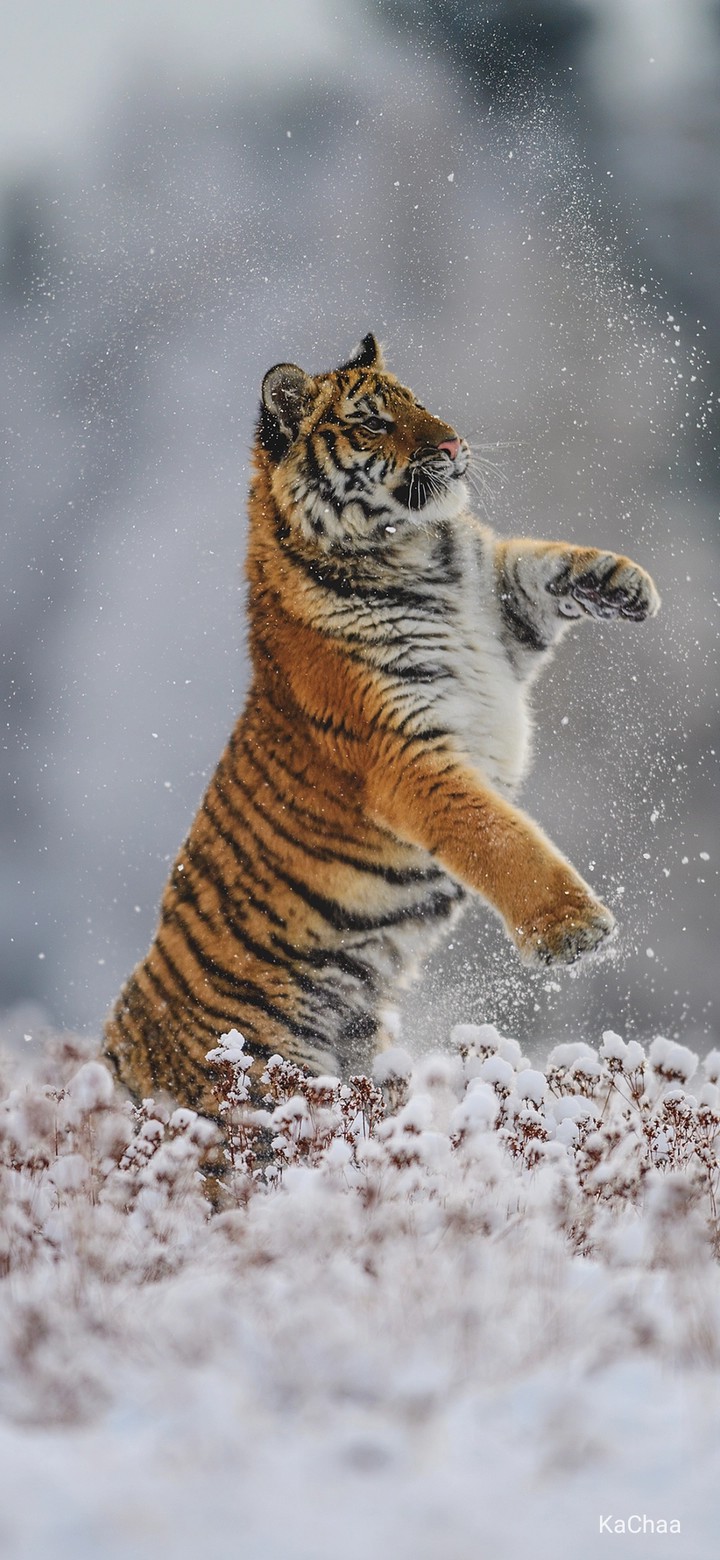 tiger