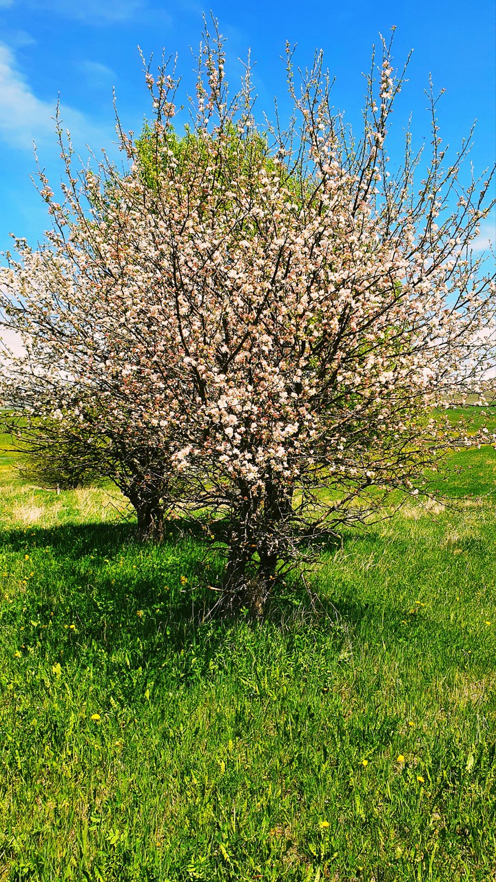 Spring