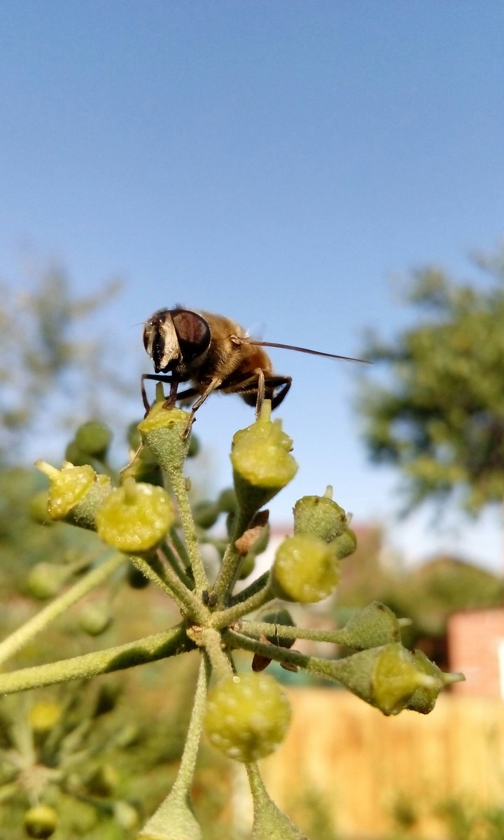 hoverfly