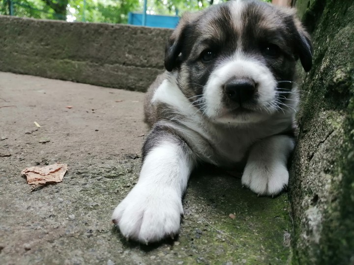 мило